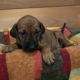 Bones - Rd whtn blk nose male Rhodesian Ridgeback puppy in Gaffney, South Carolina from Circle D Farms