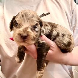 Leon - Merle male Cockapoo puppy in Denver, Pennsylvania from Greenview Puppies