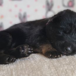 Storm - Black and tan German Shepherd puppy in Warner Robins, Georgia from MaeBella Shepherd Kennels