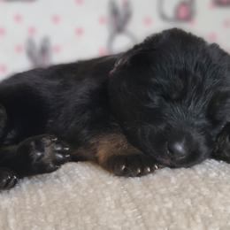 Storm - Black and tan German Shepherd puppy in Warner Robins, Georgia from MaeBella Shepherd Kennels