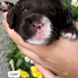 Como - Cockapoo puppy in Arizona from Copper State Cockapoos