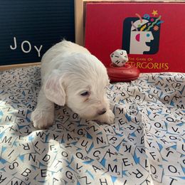 Cockapoo Puppies from Country J Canines