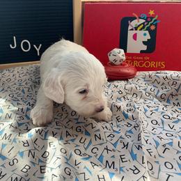 Cockapoo Puppies from Country J Canines