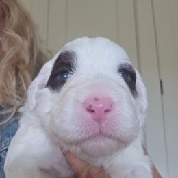 Girl 1 - Brown and white female Portuguese Water Dog puppy in Indianola, Utah from Mlee puppies