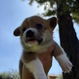 Mango (AKC) - Red female Pembroke Welsh Corgi puppy in Loma Linda, California from Osorio’s Corgis