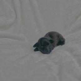 Espeon - Chocolate sable female Havapoo puppy in Surprise, Arizona from Huckleberry Doodles