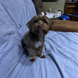 Midnight - Yorkshire Terrier