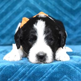 Male 2-Orange collar - Parti male Goldendoodle puppy in Macedon, New York from Toodles Goldendoodles