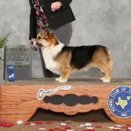 Oscar - Pembroke Welsh Corgi
