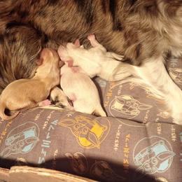Chihuahua puppies from Kassafina Kennel