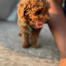 Poodle Puppies from CashEuro Poodles