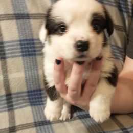 Cardigan Welsh Corgis from Lunaphia Kennels