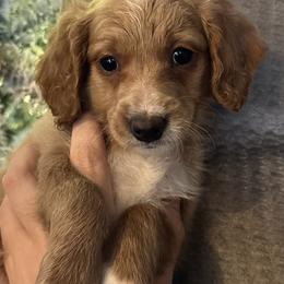 Clarice - Goldendoodle puppy in Missouri from B&C Goldendoodles