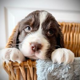 Green Boy (or Sir Barks A Lot) - Liver and white male English Springer Spaniel puppy in Spanish Fork, Utah from Orchard Hill English Springer Spaniels