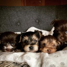 Chihuahua and Yorkshire Terrier Puppies from Fanciful Thrills Kennel