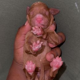 Rose - Parti female Poodle puppy in Corona, California from Garden Of Poodles