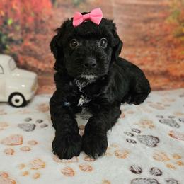 Sheena - Black and white female Aussiedoodle puppy in Lebanon, Missouri from Perkins Pups