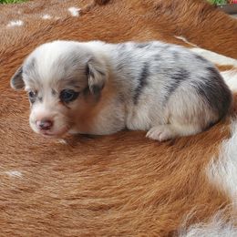 Jimbo - Blue merle and white male American Corgi puppy in Shawnee, Oklahoma from Sunray Ranch