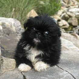 Rush - Black Pekingese puppy in Cumming, Georgia from Imperial Pekingese