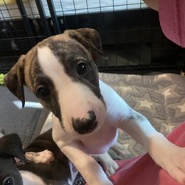 Whippet Puppies from Infinity Whippets
