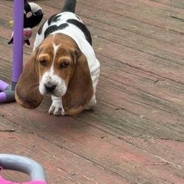 Cordelia - Brown black and white female Basset Hound puppy in Guys Mills, Pennsylvania from Hidden Heart Basset Hounds