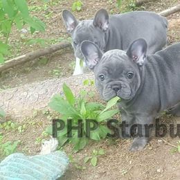 French Bulldog Puppies from PHP's Starbulls