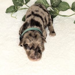 Boy 3 - Red merle male Aussiedoodle puppy in Coulee City, Washington from Mr and Mrs Doodle Farm
