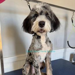 Olive - Bernedoodle