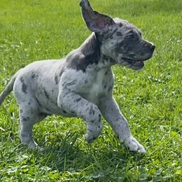 Great Dane Puppies from BkB’s House of Danes