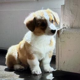 Girl 3 - Red female Pembroke Welsh Corgi puppy in Moulton, Alabama from Reed's Pembroke Corgi Welsh