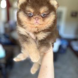 Pomeranian Puppies from Lacey Lawrence