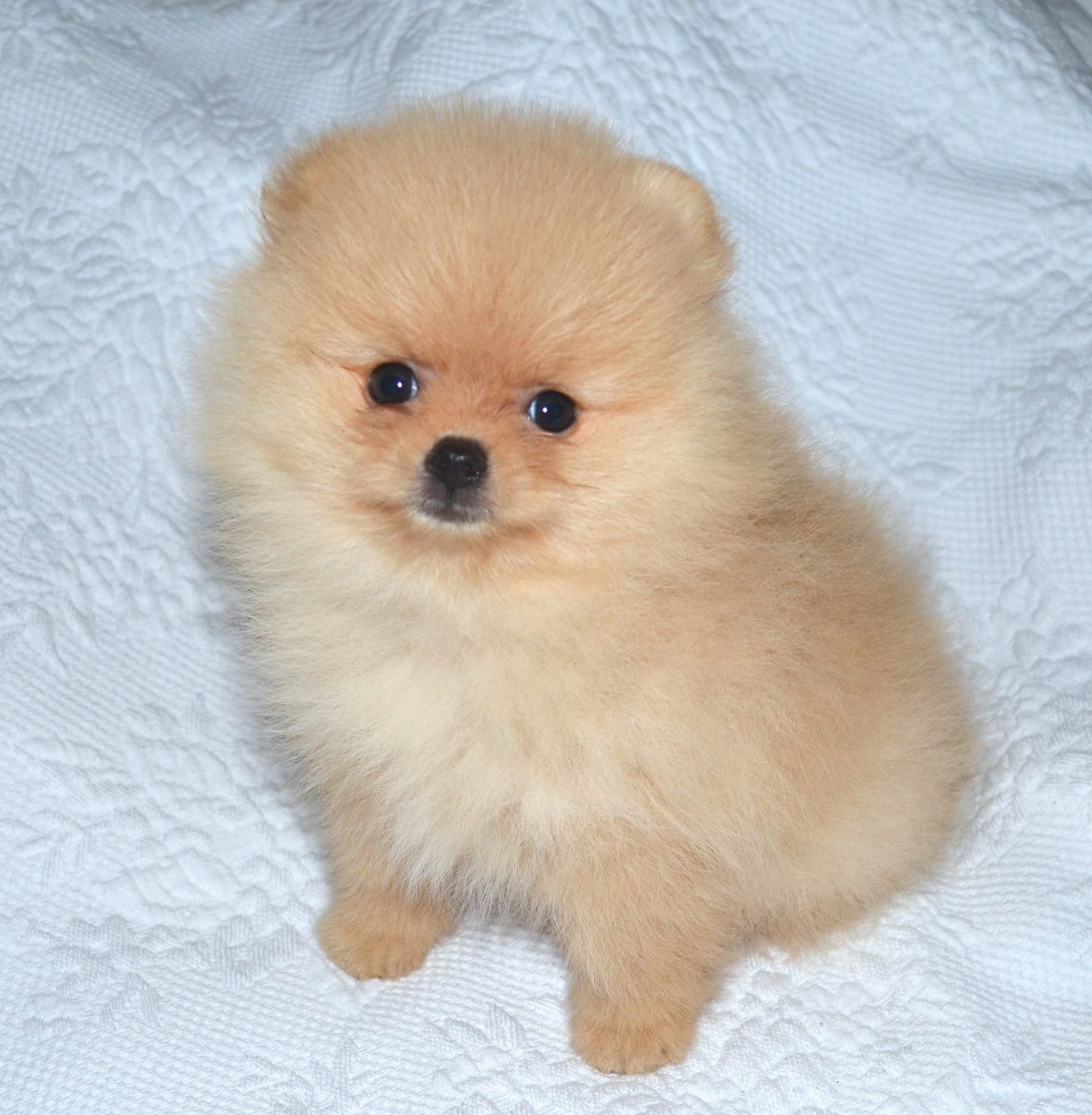 Dee dee hot sale pomeranians