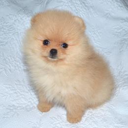 Dee Dee's Pomeranians breeder of Pomeranian