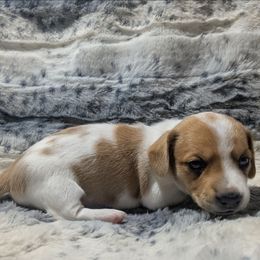 1 shades cream piebald - Piebald male Dachshund puppy in Central Point, Oregon from MRS Long Dog Ranch