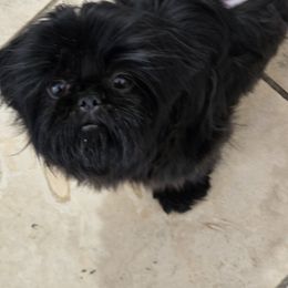 Shih Tzu Puppies from 🩷CHAFFINO ADORABLE SHIH TZUS