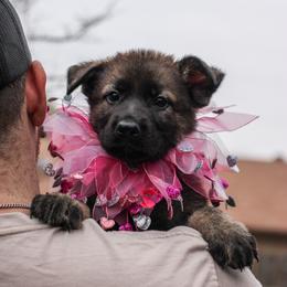 German Shepherd Puppies from Jaxinhaus German Shepherds