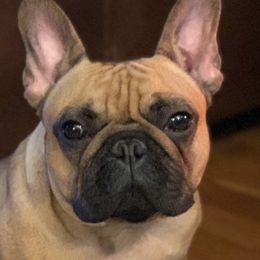 French Bulldogs from Elel’s French Bulldogs
