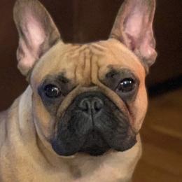 French Bulldogs from Elel’s French Bulldogs
