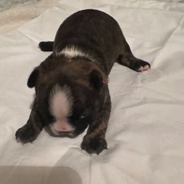 Bear Boy 3 - Brindle and white male Boston Terrier puppy in Brookville, Ohio from Best Friend Bostons