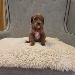 Red - Red  male Goldendoodle puppy in Miami, Florida from GoldStar Doodles USA