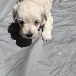 Boy - Cream male Maltipoo puppy in Brooksville, Florida from DeVall Maltipoos