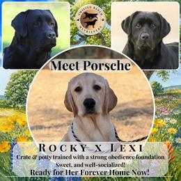 Porsche - Yellow female Labrador Retriever puppy in Fair Oaks, California from Twisted Ranch Retrievers