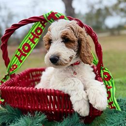 Beau - Parti male Goldendoodle puppy in Willacoochee, Georgia from Kitandkboodle's Doodles