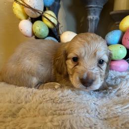 Reese's - Cream female Dachshund puppy in Perryville, Maryland from Heavenly Heritage Dachshunds and Doods