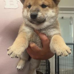 Momo- peach maroon collar - Red female Shiba Inu puppy in Lehigh Acres, Florida from SWFL Happy Dogs