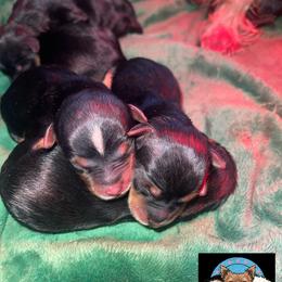 Yorkshire Terrier Puppies from TK PUPS