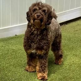 Pina - Australian Labradoodle