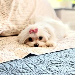 Lemonade "Lulu" - Maltese