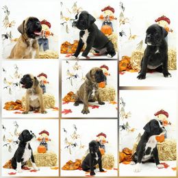 Boxer Puppies from RT Boxers