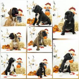 Boxer Puppies from RT Boxers